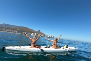 Cape Town: Marine Life Kayak Tour From The V&A Waterfront