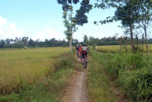 Passeio de bicicleta pelo campo até à aldeia de Golong e ao Templo de Lingsar