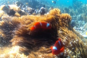 Zuidwestelijk Geheim Gili,Gili Layar,Gili Gede&Gili Rengit