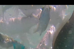 Tagestour Südost, Lombok Pink Beach & Gili Island