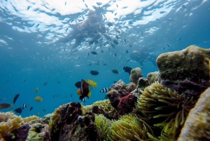 Tour di un giorno a sud-est, Spiaggia Rosa di Lombok