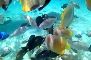 Tour di un giorno a sud-est, Spiaggia Rosa di Lombok