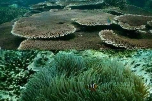 Päiväretki Kaakkois,Lombok Pink Beach (vaaleanpunainen ranta)