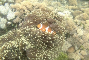 Tour di un giorno a sud-est, Spiaggia Rosa di Lombok