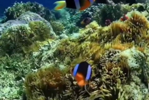 Tour di un giorno a sud-est, Spiaggia Rosa di Lombok