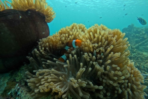 Dagstur 3 Secret Gilis i vest sør for Lombok