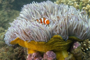 DiveHeaven Lombok; 2 laitesukellusta oppaan kanssa.