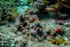 DiveHeaven Lombok; 2 laitesukellusta oppaan kanssa.