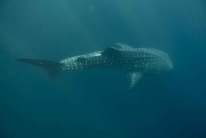 DiveHeaven Lombok; 2 laitesukellusta oppaan kanssa.