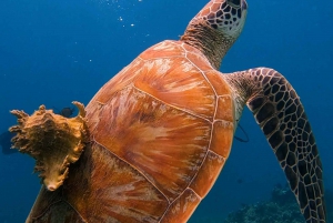 DiveHeaven Lombok; 2 båtdyk med guide