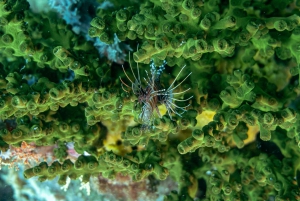 DiveHeaven Lombok; 2 mergulhos de barco com um guia