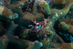 DiveHeaven Lombok; 2 laitesukellusta oppaan kanssa.