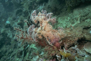 DiveHeaven Lombok; 2 laitesukellusta oppaan kanssa.