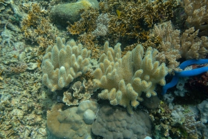 DiveHeaven Lombok; 2 laitesukellusta oppaan kanssa.