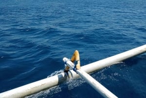 Fai snorkeling ad Albero Gilis con la barca con fondo di vetro