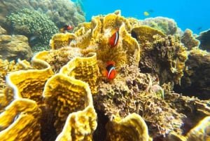 Esclusivo tour di pesca e snorkeling a Lombok attraverso 4 Gilis