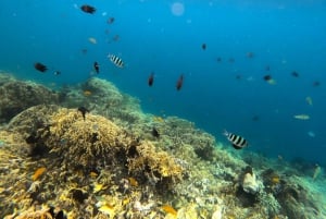 Eksklusiv Lombok fiske- og snorkletur over 4 Gilis