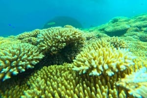 Excursion exclusive de pêche et de plongée en apnée à Lombok à travers 4 gilis