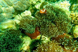 Exotic Escape Island : Pink Beach and Snorkeling Daily Tour