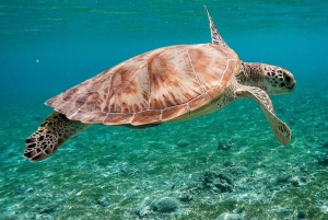 Explora Gili (Trawangan, Air y Meno)