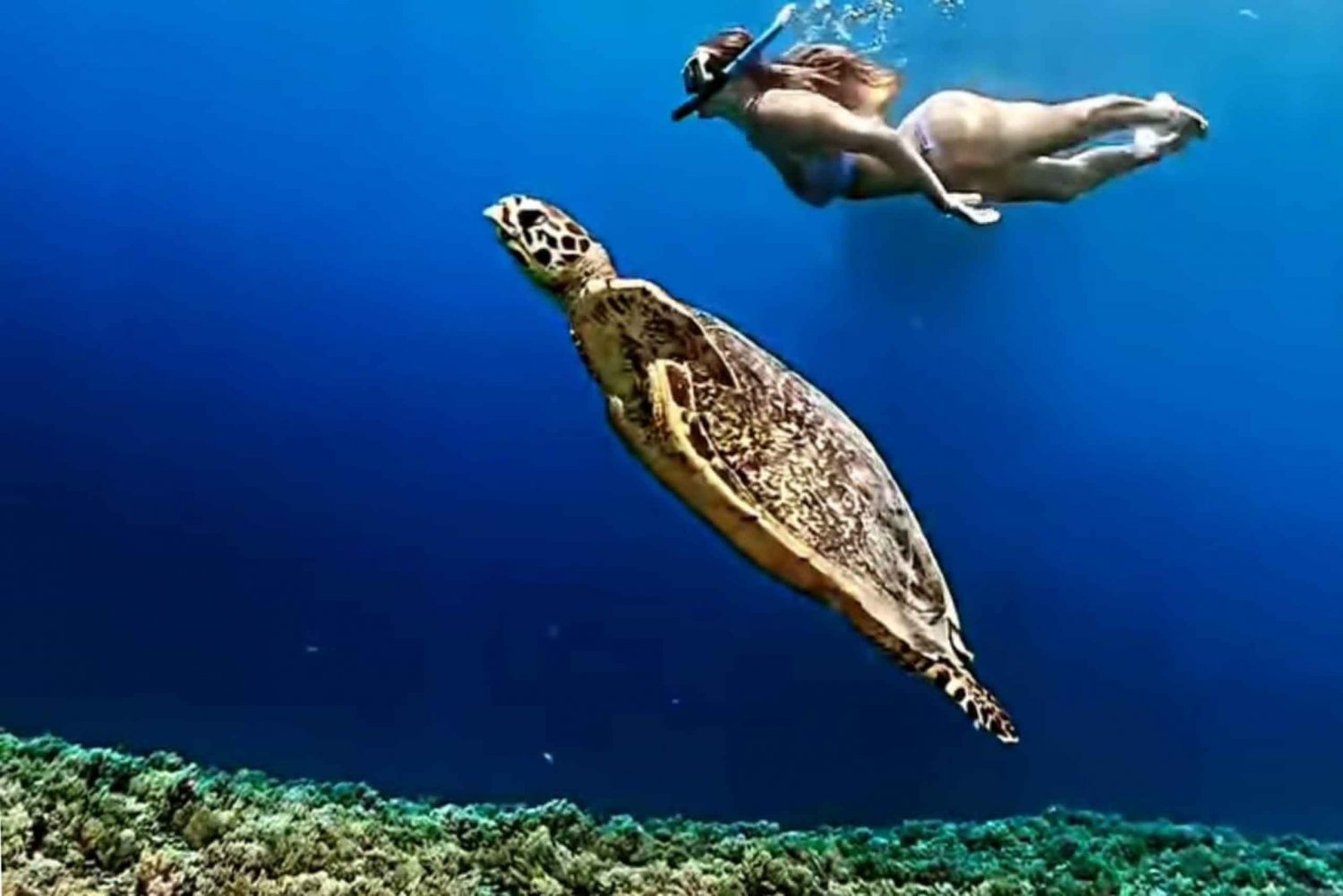 Fra øya Gili Air : Snorkling for grupper/publikum 3 Gilis