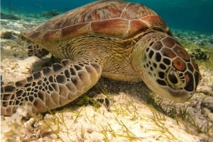 Z wyspy Gili Air: Snorkeling grupowy/publiczny 3 Gilis