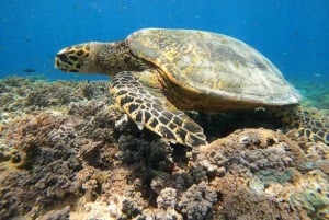 Da ilha Gili Air : Snorkeling em grupo/público 3 Gilis