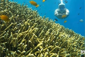 Fra Gili Island: Snorkletur ettermiddag 3 øyer