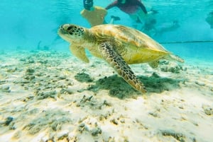 Fra Gili Island: Snorkletur ettermiddag 3 øyer