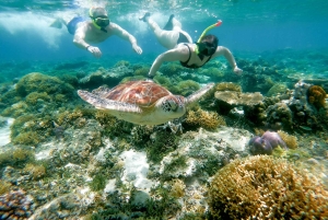 From Gili Meno: Private Snorkeling with Turtle & Statue