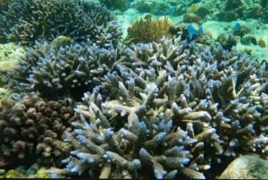 Au départ de Gili Trawangan : Excursion en groupe pour la plongée en apnée sur l'île de Gili 3