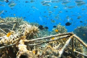 Au départ de Gili Trawangan : Excursion en groupe pour la plongée en apnée sur l'île de Gili 3