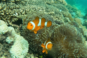 Da Gili Trawangan: Snorkeling privato e videocamera GoPro