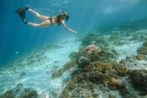 Lombokista: 3 Gili-saarten yksityinen snorklausseikkailu