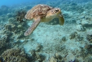 Lombokista: 3 Gili-saarten yksityinen snorklausseikkailu