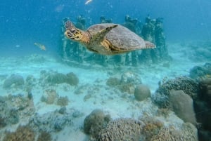 Lombokista: 3 Gili-saarten yksityinen snorklausseikkailu