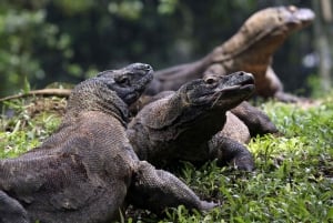 Lombok: Komodon saari: 4 päivän veneretki ruokineen ja ruokailuineen.