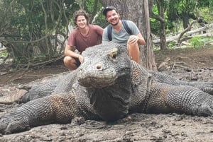 Lombok: Komodo Island 4-dagers båttur med mat og bord