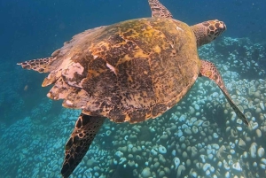 Von Lombok aus: Ganztagestour zu den Inseln Gili Gede, Rengit und Layar