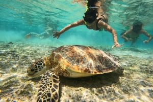 De Lombok: Viagem de 1 dia para fazeres snorkeling nas Ilhas Gili