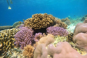 Von Lombok aus: Tagestour zu den Gili-Inseln zum Schnorcheln