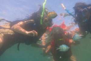Fra Lombok: Sør-Gilis privat snorklingdagstur