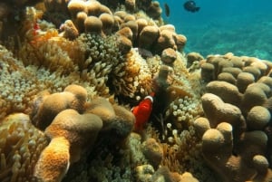 Da Lombok: gita di un giorno di snorkeling privato nel sud di Gilis