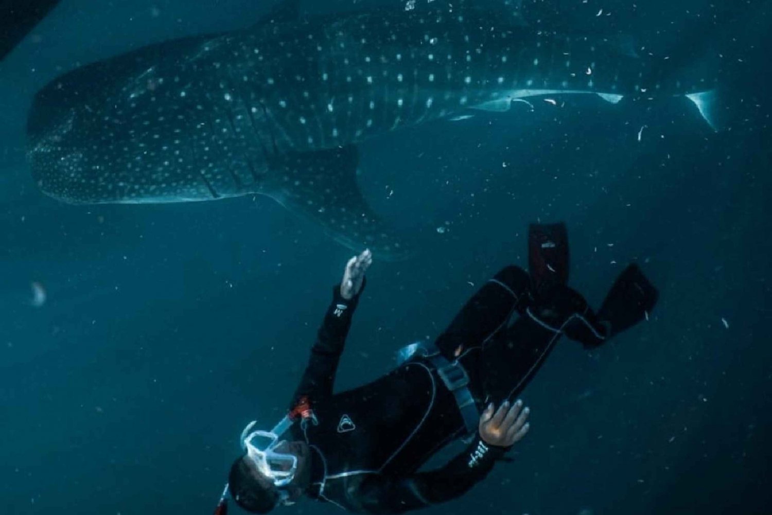 Desde Lombok,Excursión al Tiburón Ballena en Sumbawa 2D1N