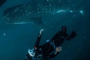 Au départ de Lombok, excursion à Sumbawa à la rencontre des requins baleines 2D1N