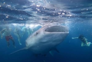 Au départ de Lombok, excursion à Sumbawa à la rencontre des requins baleines 2D1N