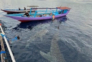 Au départ de Lombok, excursion à Sumbawa à la rencontre des requins baleines 2D1N