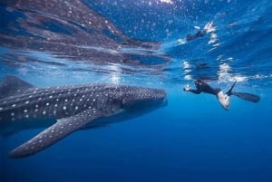 Au départ de Lombok, excursion à Sumbawa à la rencontre des requins baleines 2D1N