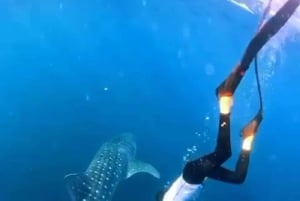 Au départ de Lombok, excursion à Sumbawa à la rencontre des requins baleines 2D1N