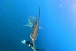 Au départ de Lombok, excursion à Sumbawa à la rencontre des requins baleines 2D1N